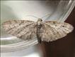 1811 (70.147) Slender Pug